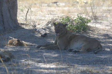 Hayvanat bahçesindeki aslanlar