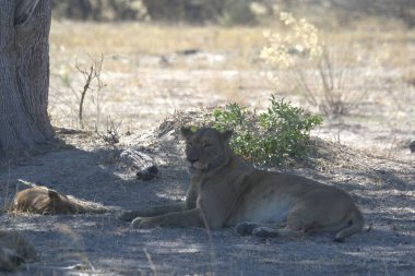 Kenya 'daki ulusal parkta dişi aslan.