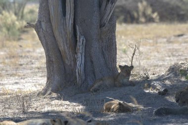 Ulusal parkta ağaçtaki aslanlar