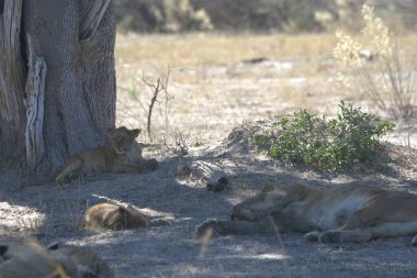 savana vahşi hayvanlar
