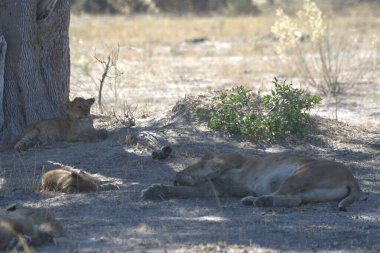 Hayvanat bahçesinde bir grup aslan.