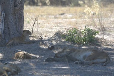 Bir dişi aslanın savanadaki yakın çekimi.