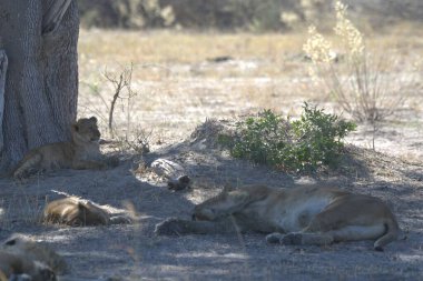 Parktaki kuru çimlerde bir erkek aslanın yakın plan fotoğrafı.