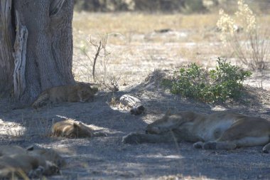 Savanada dinlenen güzel bir Afrika aslanının yakın çekimi.