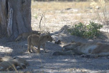 Aslanlar koğuşun güneyindeki ulusal rezerv bölgesinde. Botswana, Afrika