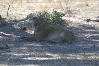 Güney Afrika 'daki Kruger parkındaki aslanlar.
