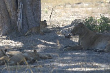 Hayvanat bahçesindeki aslan