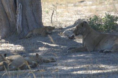 aslan hayvanat bahçesinde istirahat