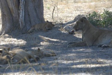 Kenya 'nın ulusal parkındaki kuru bir çimenlikte dinlenen aslan ailesi.