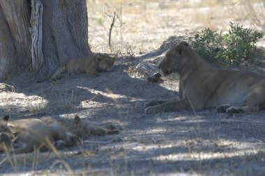 Hayvanat bahçesinde bir grup aslan.