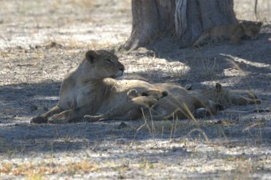 Dişi aslan yerde yatıyor. Afrika, vahşi yaşam, doğa.