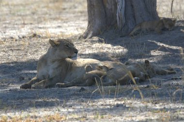 Aslan yerde dinleniyor.