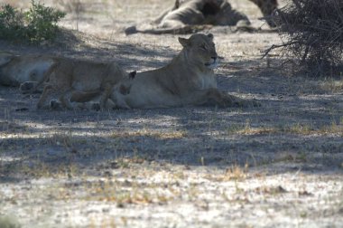Savanadaki bir grup aslan.