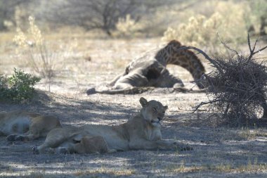 Savannah dişi aslan