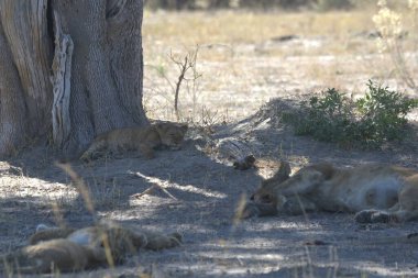 Hayvanat bahçesinde dinlenen aslanlar