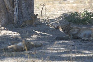 Hayvanat bahçesindeki vahşi hayvanlar