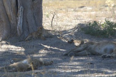 Güney Afrika, Kenya savanındaki aslan.