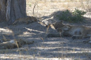 Savanadaki vahşi aslanlar
