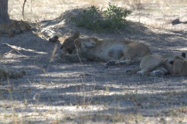 otların arasında oturan aslan ailesi