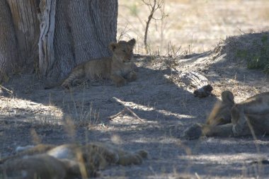 Zimbabwe savanındaki aslan.