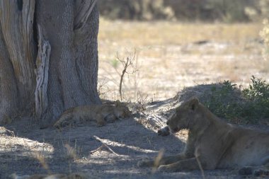 Namibya 'daki vahşi aslanlar, Afrika