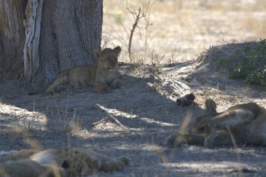 Kenya savanındaki aslan