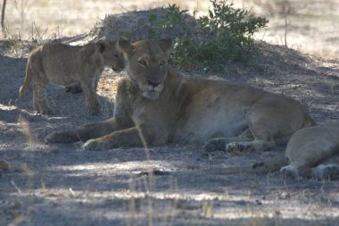 Kenya savanındaki aslan