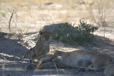 Hayvanat bahçesindeki aslanlar