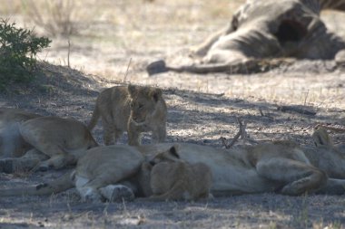 Savanadaki bir grup aslan.