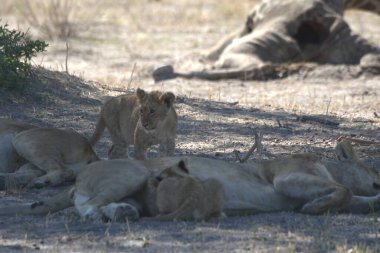 Savannah dişi aslan