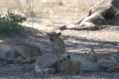Afrika 'nın bozkırında bir grup aslan.
