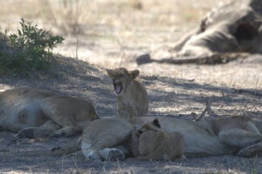 Savanada milyarlar var.