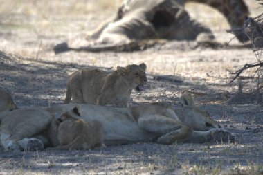 Hayvanat bahçesinde bir grup aslan.