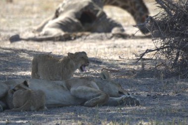 lion resting on the sand of the dead sea