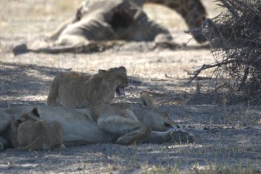 Savanada bir aslan ailesi