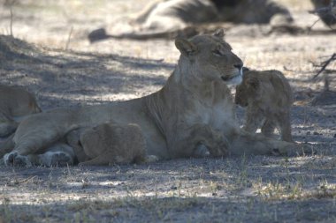Namibya Afrika 'daki savanada aslan ailesi (panthera leo)