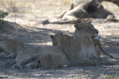 Kruger Ulusal Parkı 'ndaki aslan ailesi.
