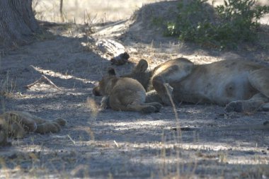 Etoşa 'daki aslanlar