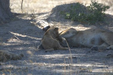 Afrika 'nın bozkırındaki aslan