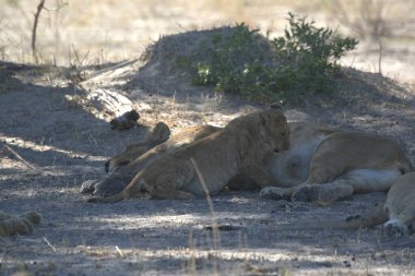 Etoşa Ulusal Parkı 'ndaki aslanlar