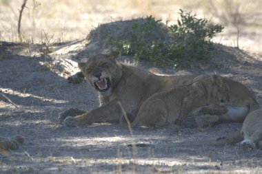 Güney Afrika 'daki Kruger Ulusal Parkı' nda aslan var.