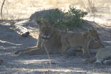Vahşi doğada dişi aslan.