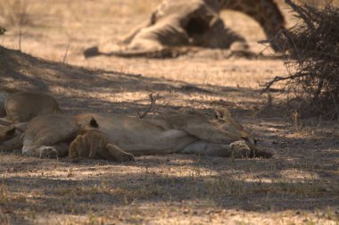 Savanadaki bir grup aslan.