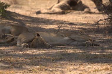 Vahşi doğada dişi aslan.