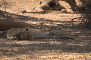 Savanadaki bir grup aslan.