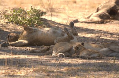 Kuru zeminde dinlenen bir erkek aslanın yakın plan çekimi.