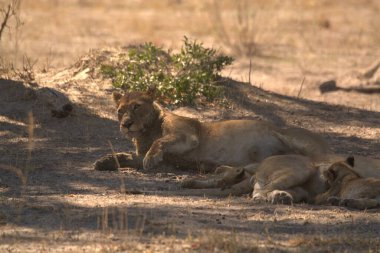 Afrika 'daki Etoşa Ulusal Parkı' ndaki aslanlar
