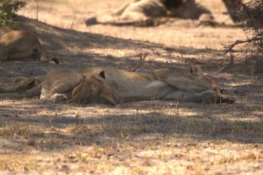 Dişi aslan kuru toprakta dinleniyor..