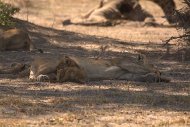 Afrika savanındaki aslanlar Kruger Ulusal Parkı, Güney Afrika