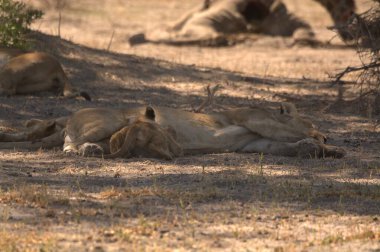 Yetişkin bir dişinin arka planda büyük bir aslanla yerde yatması.
